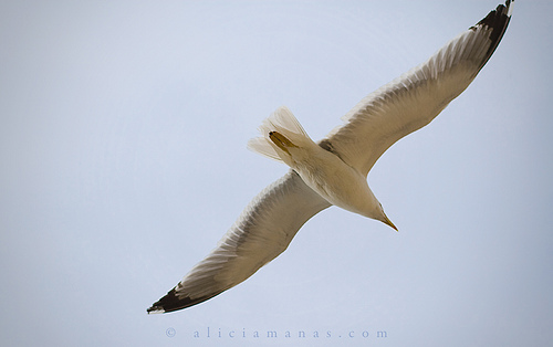 Gaviota