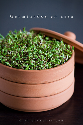Hacer germinados en casa