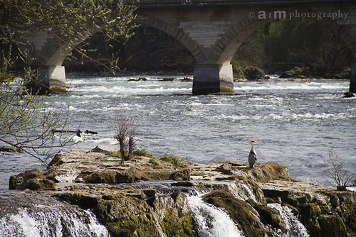 Le cascate sul reno di Schaffhausen