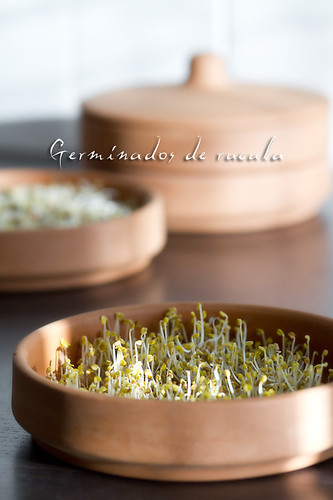 Germinados de rúcula