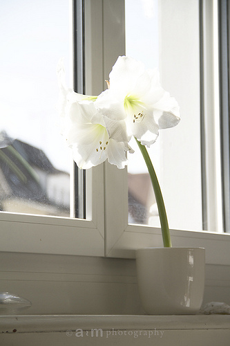 Primavera en Zürich