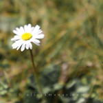 La primavera ya está aquí